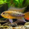 Guttata-Zwergbuntbarsch, Apistogramma guttata