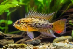 Guttata-Zwergbuntbarsch, Apistogramma guttata