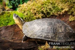 Guyana-Erdschildkröte, Rhinoclemmys punctularia