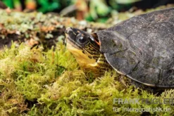 Guyana-Erdschildkröte, Rhinoclemmys punctularia