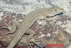 Ägyptischer Pantherfransenfinger, Acanthodactylus pardalis