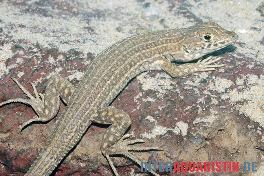 Ägyptischer Pantherfransenfinger, Acanthodactylus pardalis