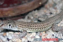 Ägyptischer Pantherfransenfinger, Acanthodactylus pardalis