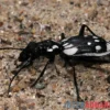 Ägyptischer Raubkäfer, Anthia sexmaculata