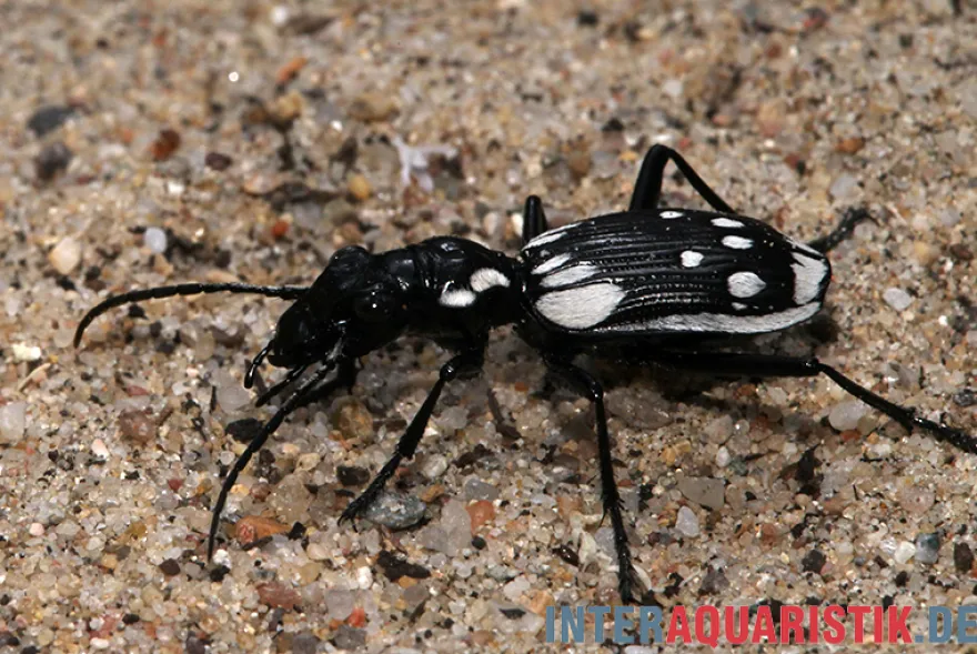 Ägyptischer Raubkäfer, Anthia sexmaculata