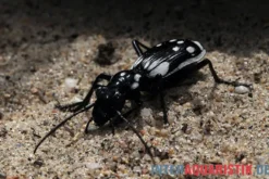 Ägyptischer Raubkäfer, Anthia sexmaculata