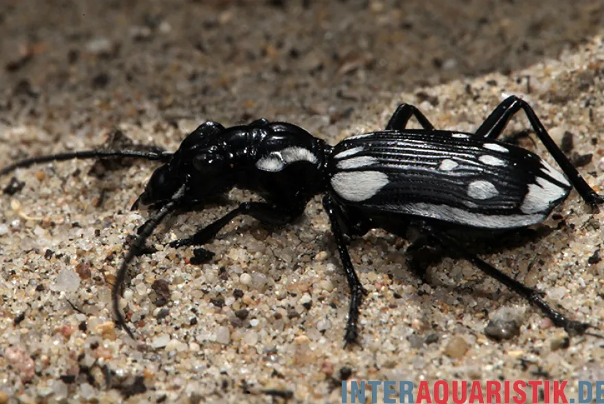 Ägyptischer Raubkäfer, Anthia sexmaculata