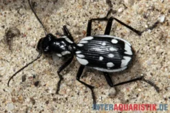 Ägyptischer Raubkäfer, Anthia sexmaculata