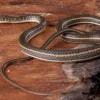 Ägyptische Sandrennnatter, Psammophis sibilans