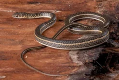 Ägyptische Sandrennnatter, Psammophis sibilans