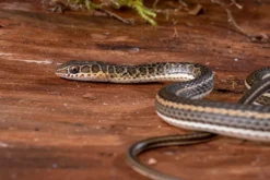 Ägyptische Sandrennnatter, Psammophis sibilans