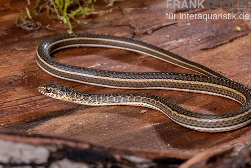 Ägyptische Sandrennnatter, Psammophis sibilans