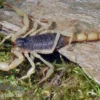 Haariger Wüstenskorpion, Hadrurus arizonensis