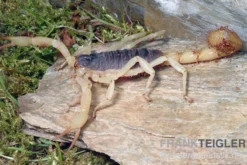 Haariger Wüstenskorpion, Hadrurus arizonensis