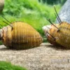 Haarige Turmdeckelschnecke, Thiara cancellata