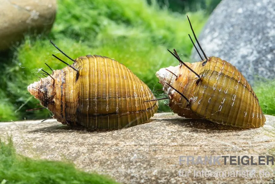 Haarige Turmdeckelschnecke, Thiara cancellata