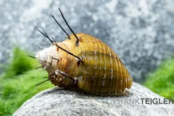 Haarige Turmdeckelschnecke, Thiara cancellata
