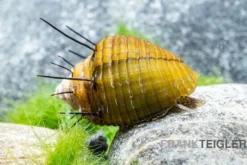 Haarige Turmdeckelschnecke, Thiara cancellata