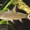 Haibarbe, Balantiocheilos melanopterus