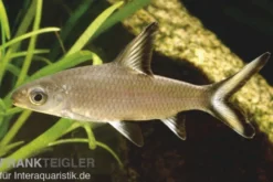 Haibarbe, Balantiocheilos melanopterus