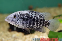 Haiti-Buntbarsch, Nandopsis haitiensis