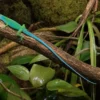 Haiti-Weißlippenanolis, Anolis coelestinus