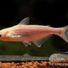Haiwels Gold, Pangasius sutchi