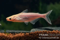 Haiwels Gold, Pangasius sutchi
