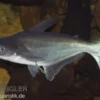 Haiwels, Pangasius sutchi