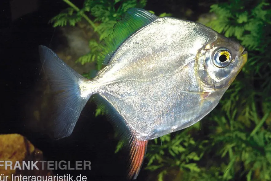Haken-Scheibensalmler, Myleus rubripinnis