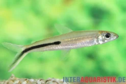 Halbbinden-Federsalmler, Hemiodus semitaeniatus