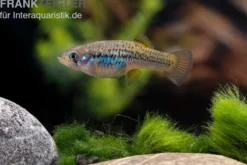 Halbmondgambusia, Gambusia hurtadoi, gemischt