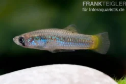 Halbmondgambusia, Gambusia hurtadoi, gemischt