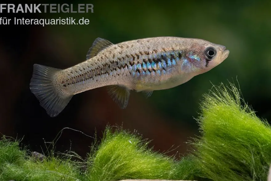 Halbmondgambusia, Gambusia hurtadoi, gemischt