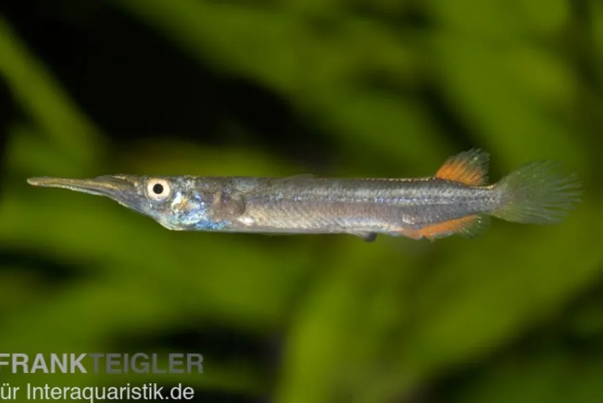 Halbschnabelhecht, Dermogenys pusillus