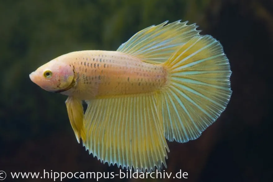 Halfmoon Kampffisch apricot, Männchen, Betta splendens
