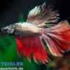 Halfmoon Kampffisch Black Devil, Männchen, Betta splendens