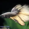 Halfmoon Kampffisch Black Orchid, Männchen, Betta splendens