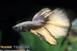 Halfmoon Kampffisch Black Orchid, Männchen, Betta splendens