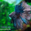 Halfmoon Kampffisch Black Orchid, Männchen, Betta splendens