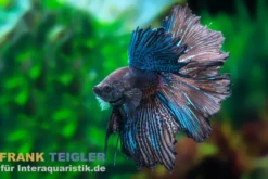 Halfmoon Kampffisch Black Orchid, Männchen, Betta splendens