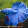 Halfmoon Kampffisch blau, Männchen, Betta splendens