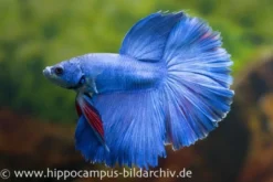 Halfmoon Kampffisch blau, Männchen, Betta splendens