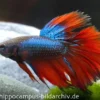 Halfmoon Kampffisch blau-rot, Männchen, Betta splendens (Dragon Blue)