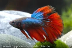 Halfmoon Kampffisch blau-rot, Männchen, Betta splendens (Dragon Blue)