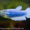 Halfmoon Kampffisch blau, Weibchen, Betta splendens