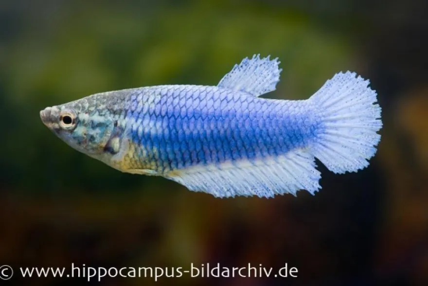 Halfmoon Kampffisch blau, Weibchen, Betta splendens