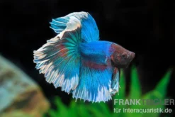 Halfmoon Kampffisch Butterfly, Mix, Männchen, Betta splendens