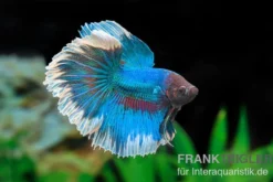 Halfmoon Kampffisch Butterfly, Mix, Männchen, Betta splendens