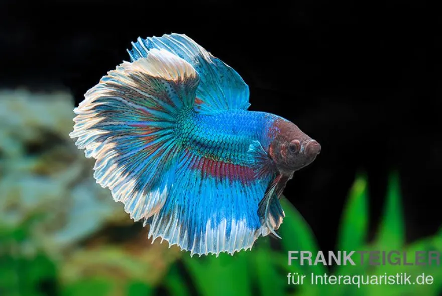 Halfmoon Kampffisch Butterfly, Mix, Männchen, Betta splendens